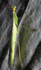 Microphotina