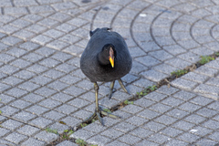 Fulica rufifrons