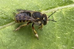 Anthidium manicatum