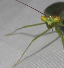 Microphotina