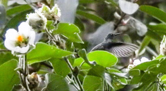 Eupetomena cirrochloris