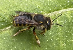 Anthidium manicatum