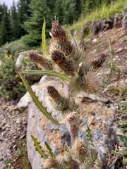 Cirsium hookerianum