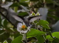 Eupetomena cirrochloris