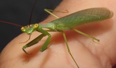 Microphotina
