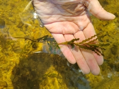 Potamogeton crispus