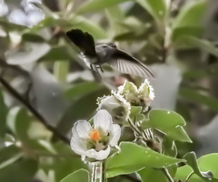 Eupetomena cirrochloris