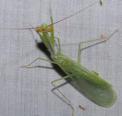 Microphotina