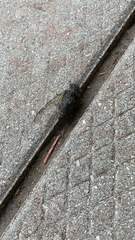 Neotibicen canicularis