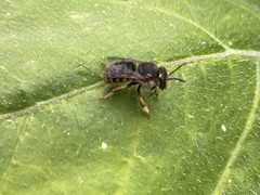 Anthidium manicatum