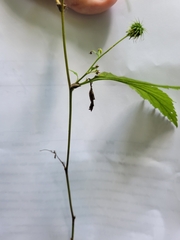 Geum