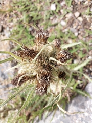 Cirsium hookerianum