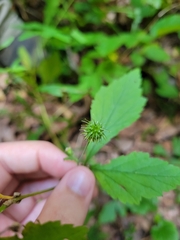 Geum