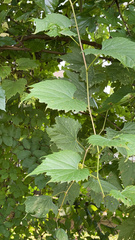 Vitis riparia