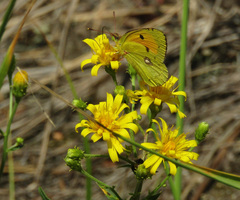 Colias myrmidone