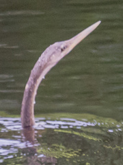 Anhinga anhinga