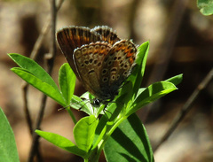 Plebejus argus