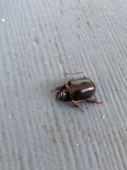 Xyloryctes jamaicensis