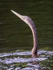 Anhinga anhinga