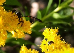 Gasteruption jaculator