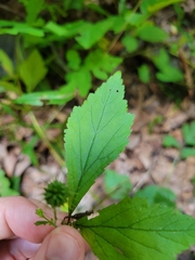 Geum