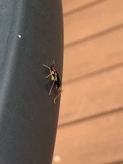 Phyllopalpus pulchellus