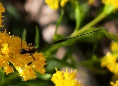 Gasteruption jaculator