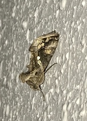 Chrysodeixis includens