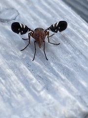 Delphinia picta