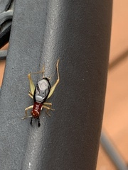 Phyllopalpus pulchellus