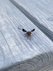 Delphinia picta