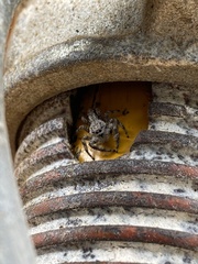 Platycryptus undatus