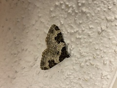 Xanthorhoe fluctuata