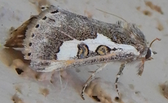 Euscirrhopterus gloveri