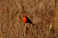 Pyrocephalus rubinus