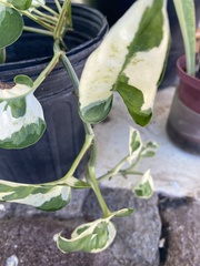 Epipremnum aureum