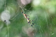 Trichonephila clavipes