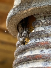 Platycryptus undatus