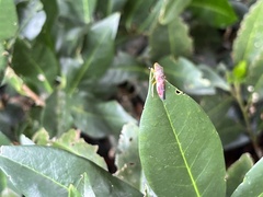 Homalodisca vitripennis