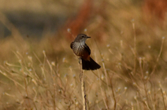 Pyrocephalus rubinus