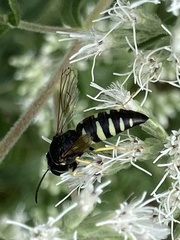 Bicyrtes quadrifasciatus