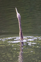 Anhinga anhinga
