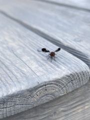 Delphinia picta