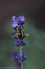 Anthidium manicatum