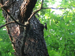 Sitta europaea