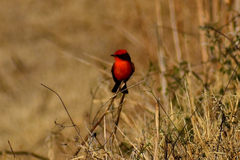 Pyrocephalus rubinus