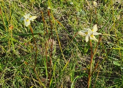 Moraea gawleri