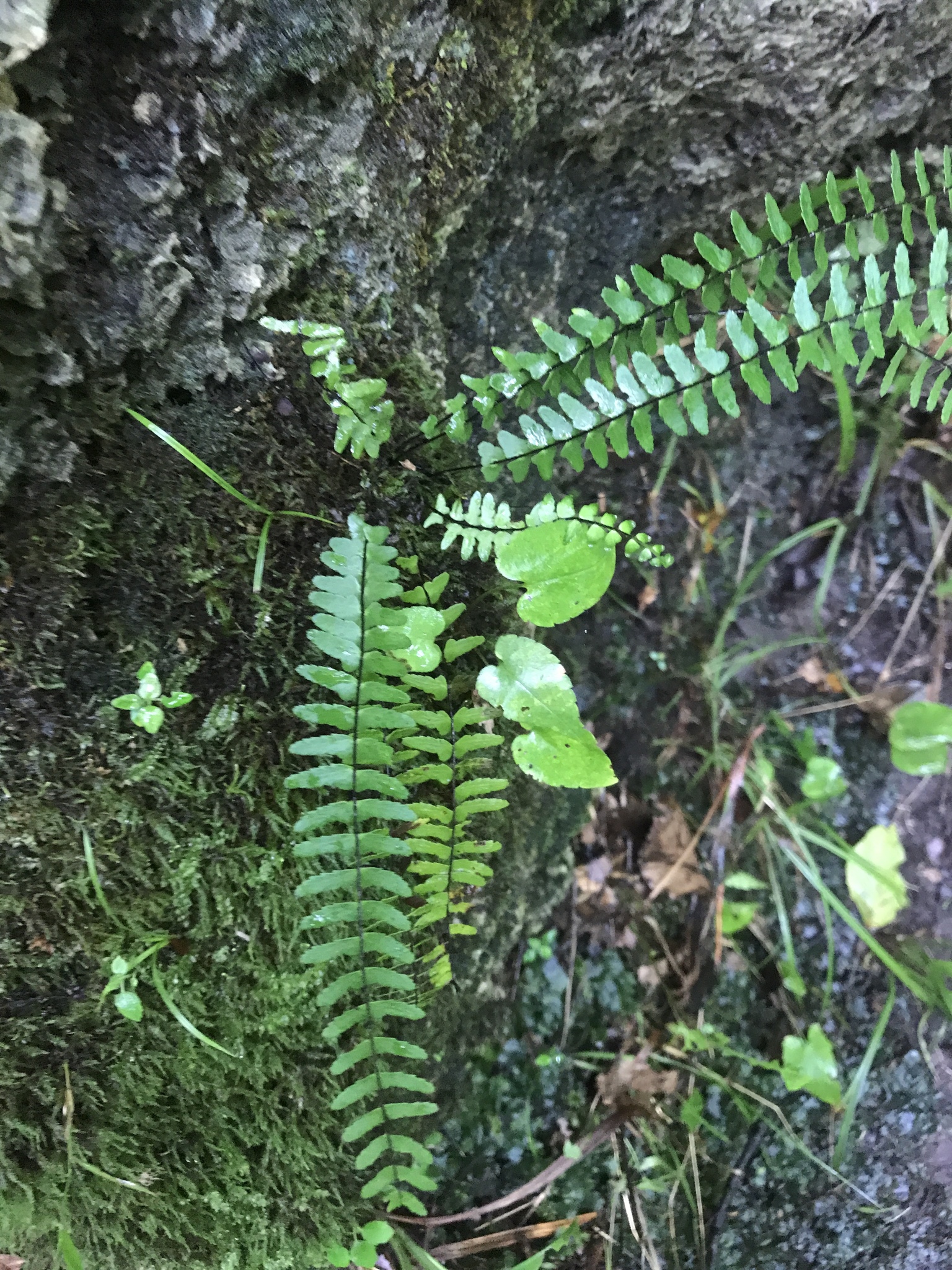 Asplenium X heteroresiliens