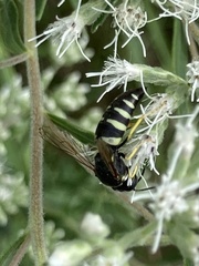Bicyrtes quadrifasciatus