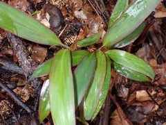Plantae